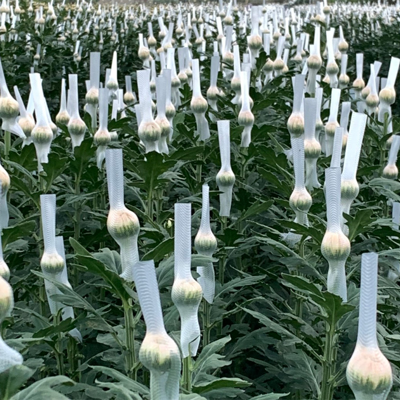 RT-A1513 Flower Net